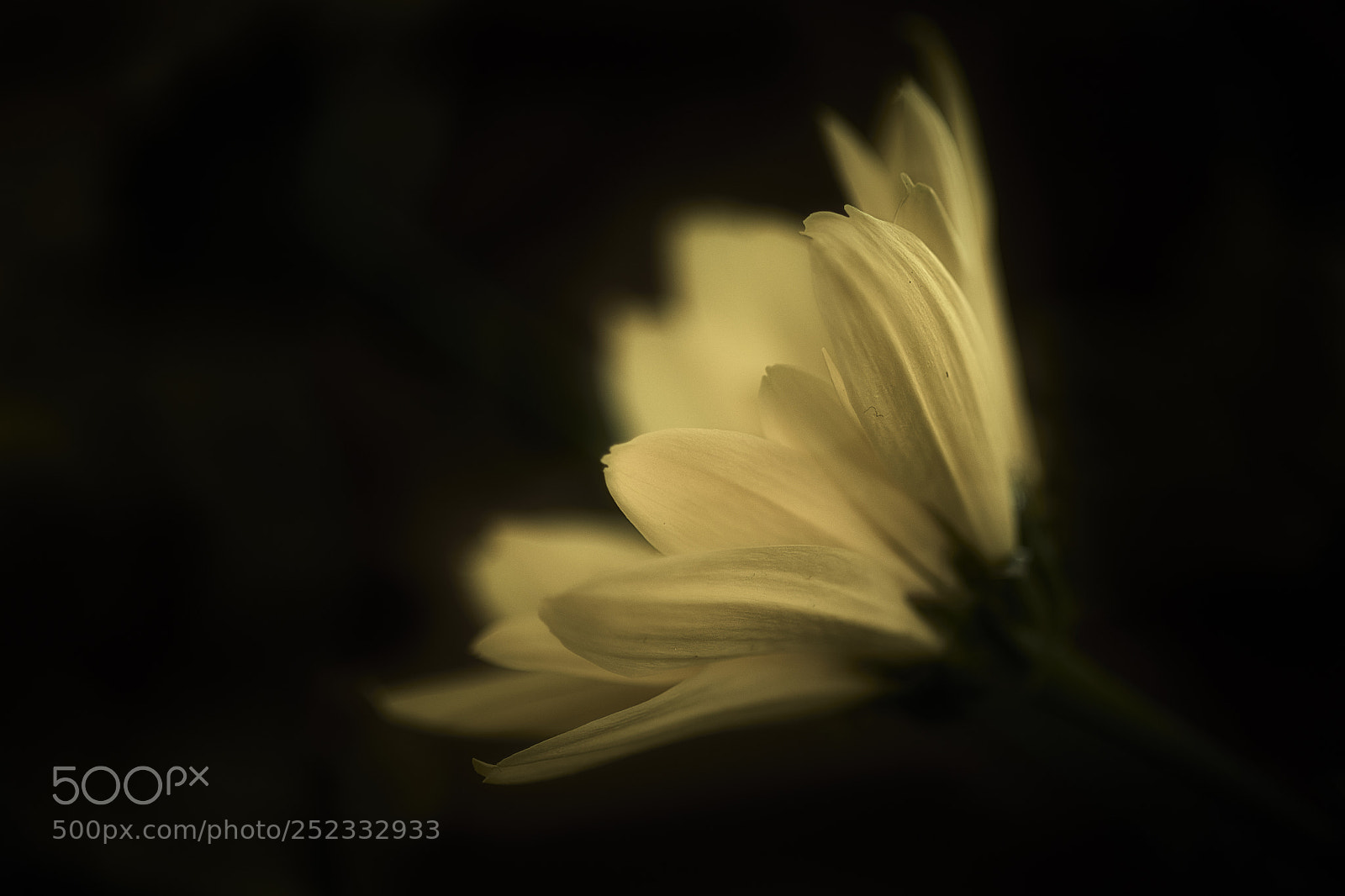 Nikon D850 sample photo. Unsaturated simplicity photography