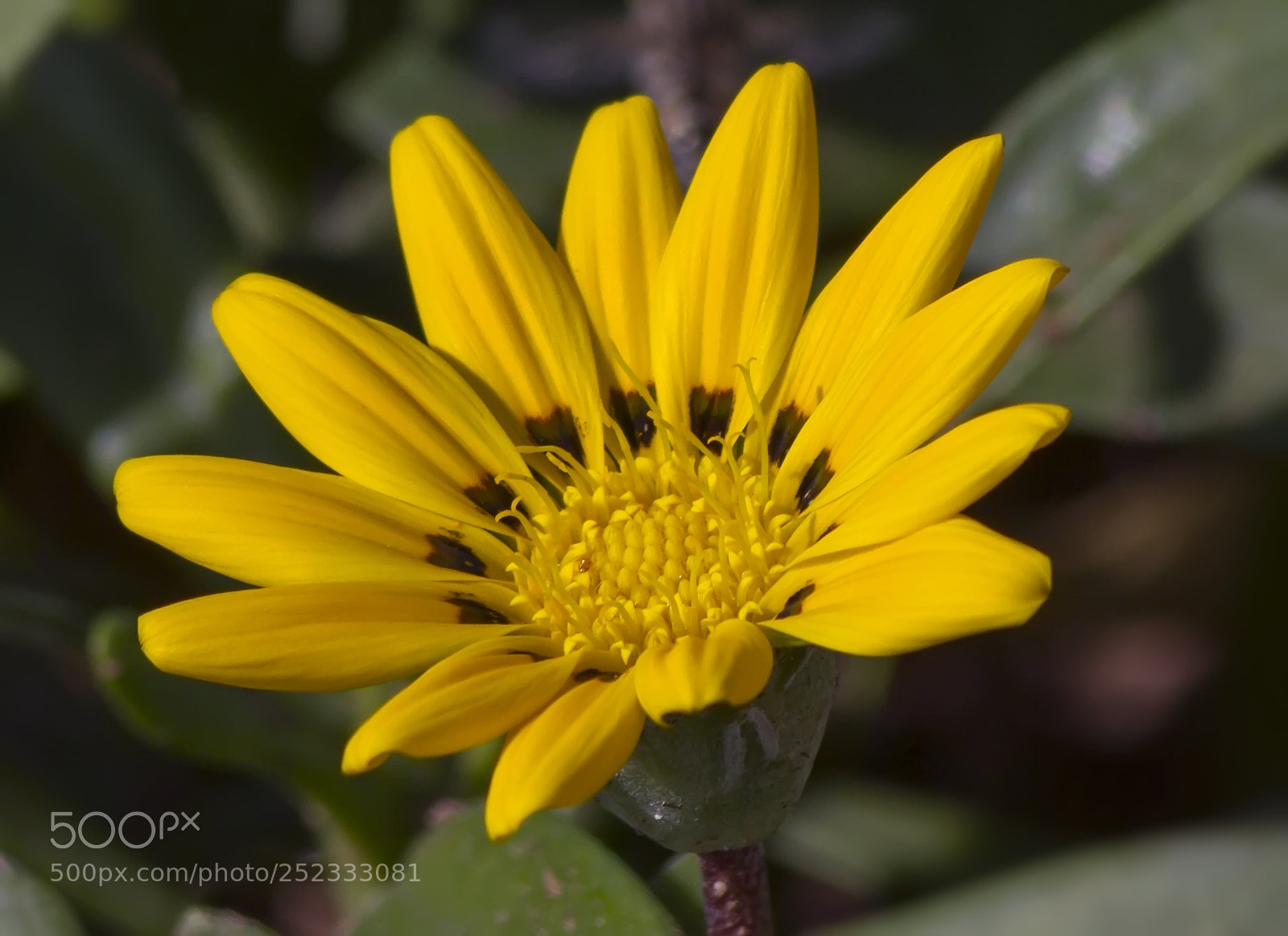 Canon EOS 7D sample photo. Flower photography