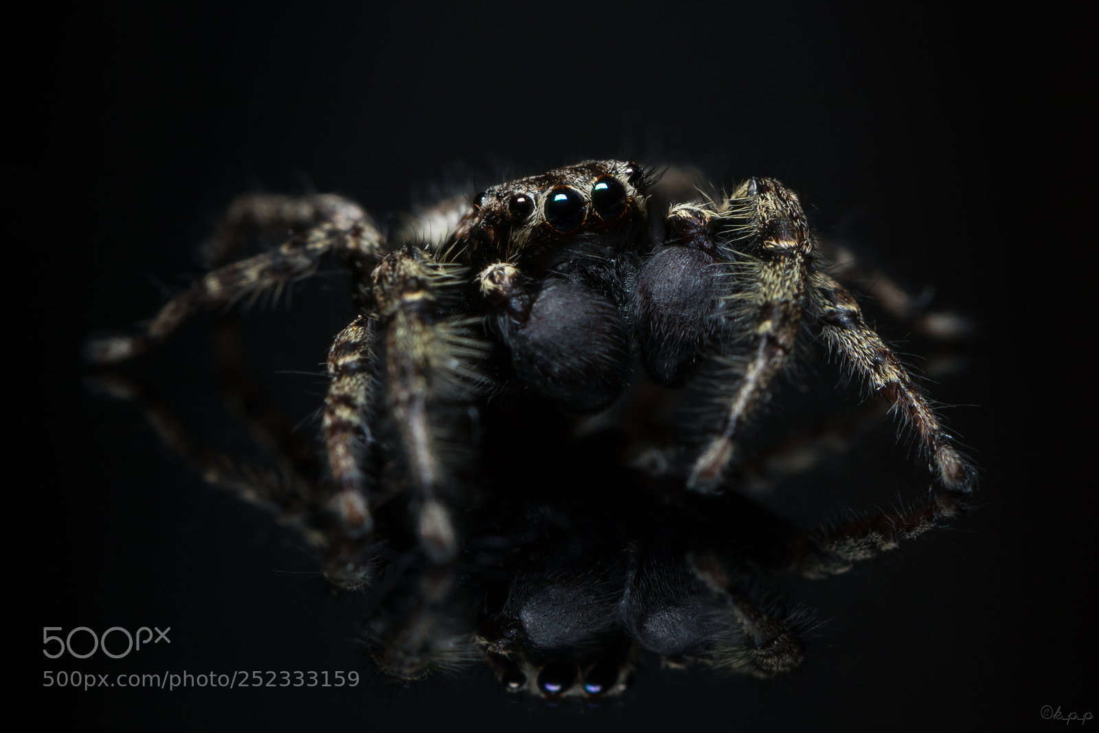 Canon EOS 80D sample photo. Jumping spider photography