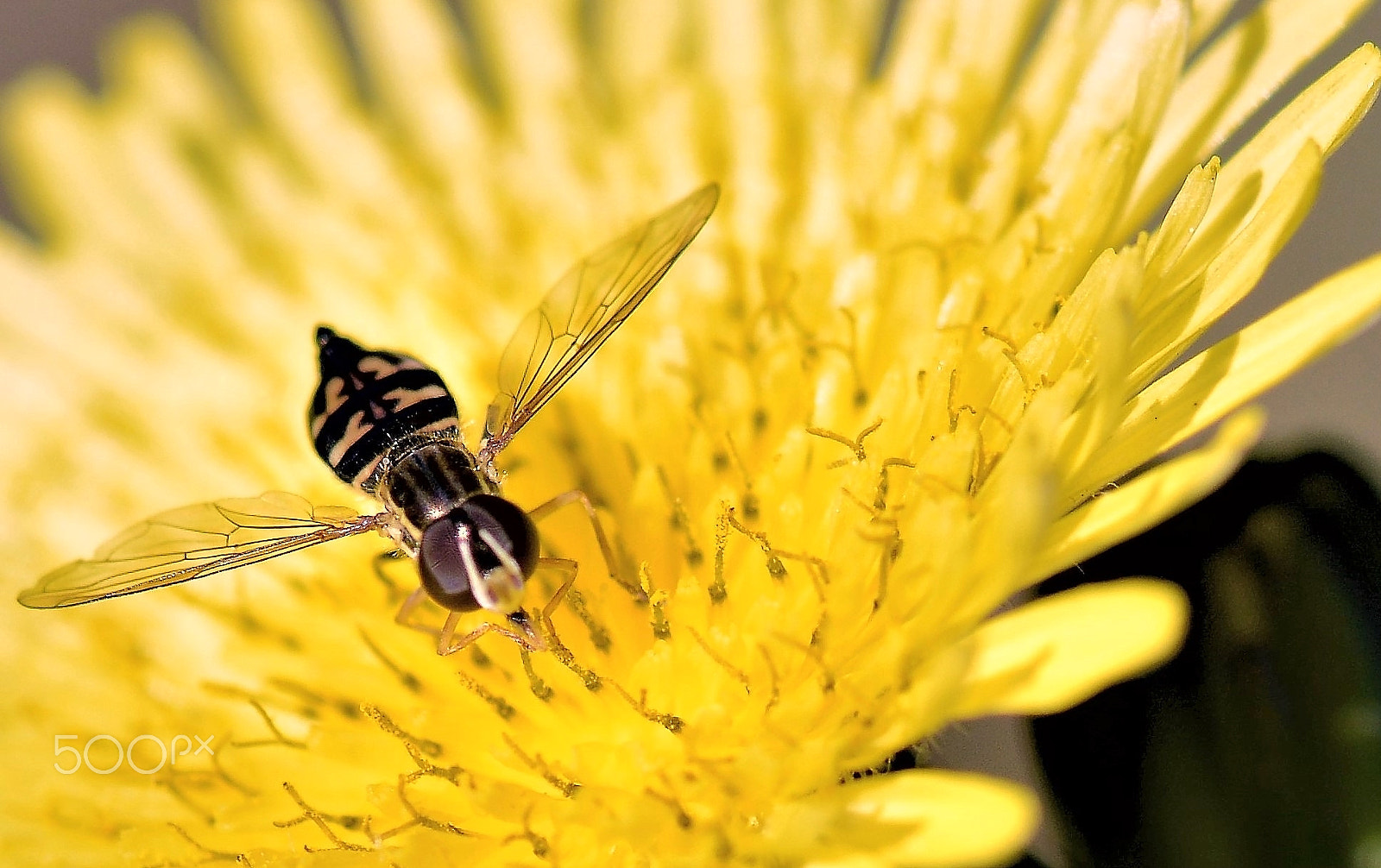 Nikon AF-S Micro-Nikkor 105mm F2.8G IF-ED VR sample photo. Meal time photography