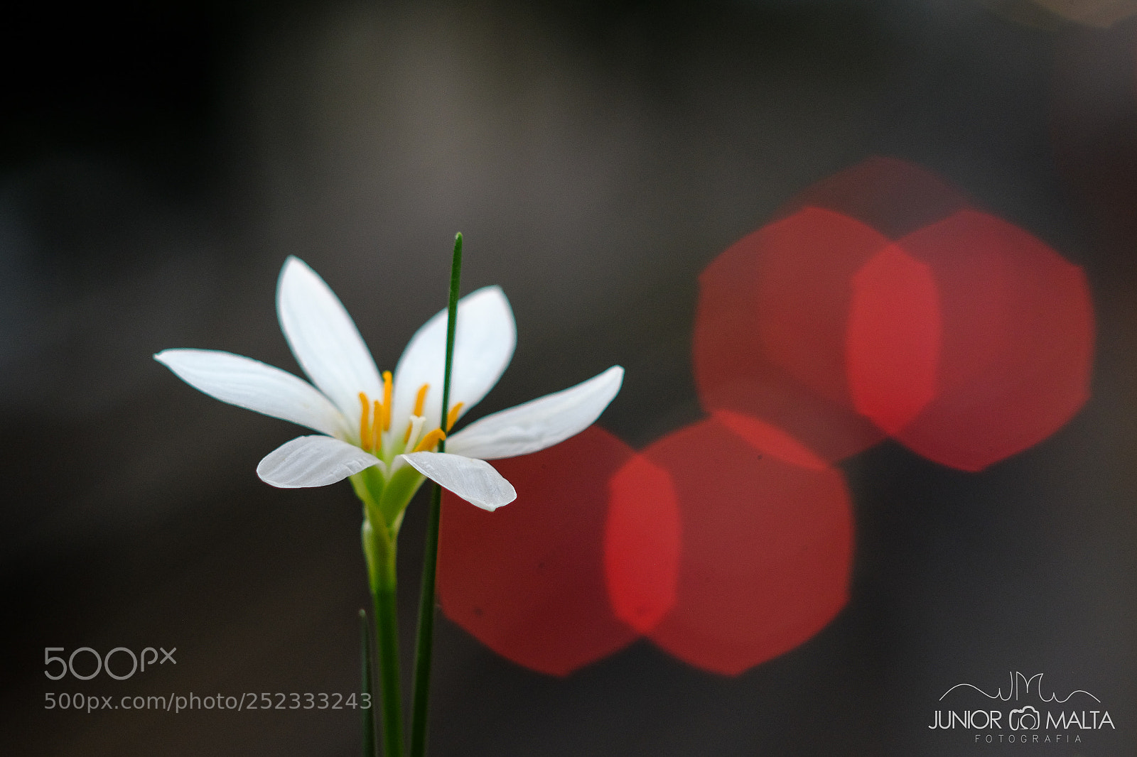 Fujifilm X-E2S sample photo. Bokeh photography