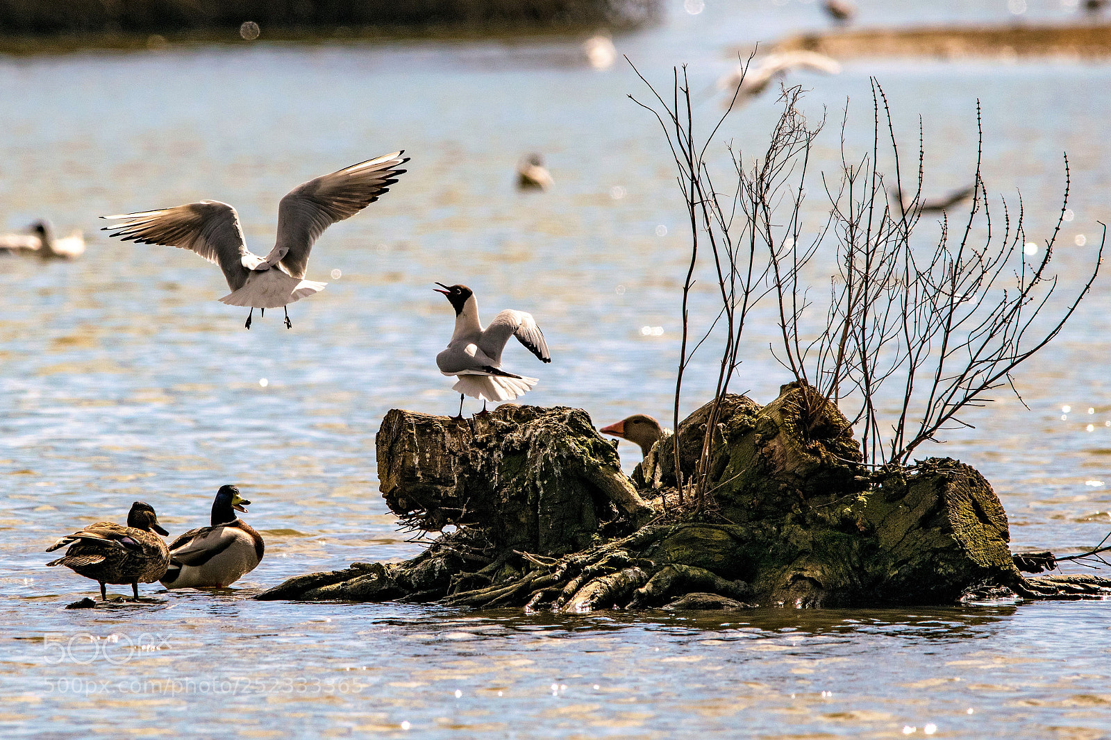 Nikon D3300 sample photo. Spot the goose photography