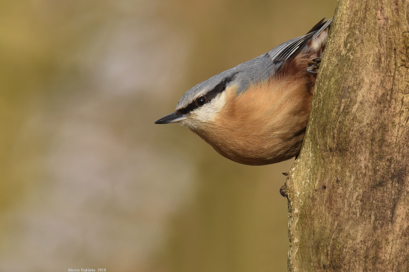 Nikon D5300 sample photo. Eurasian nuthatch photography