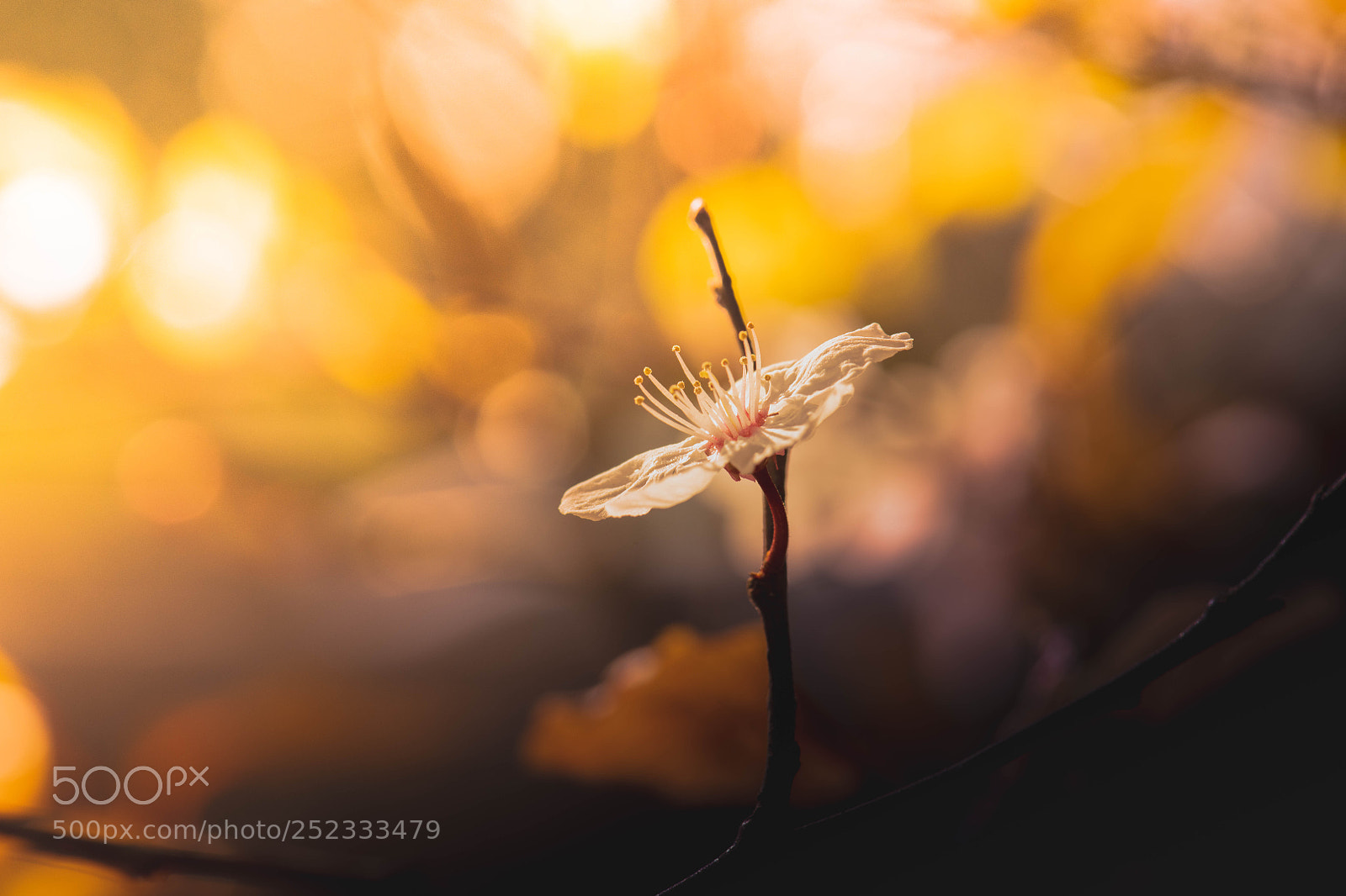 Nikon D850 sample photo. Cherry blossom photography