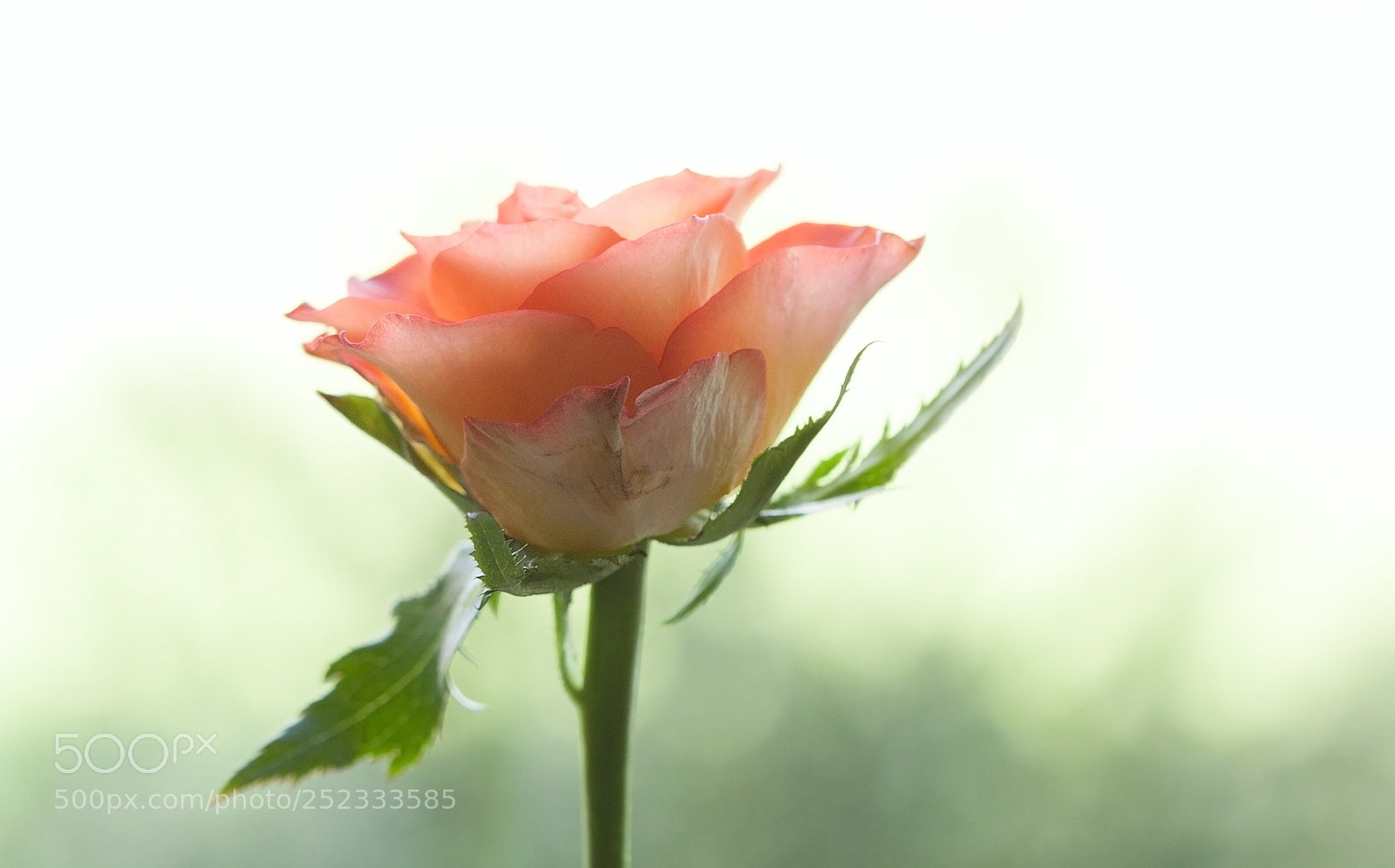 Canon EOS 50D sample photo. Little rose in backlight photography