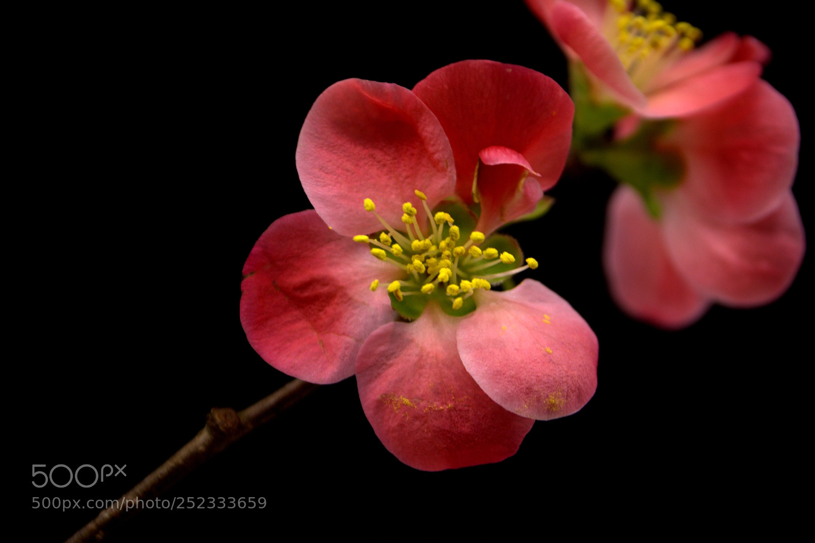 Nikon D7100 sample photo. Red flowers on black photography