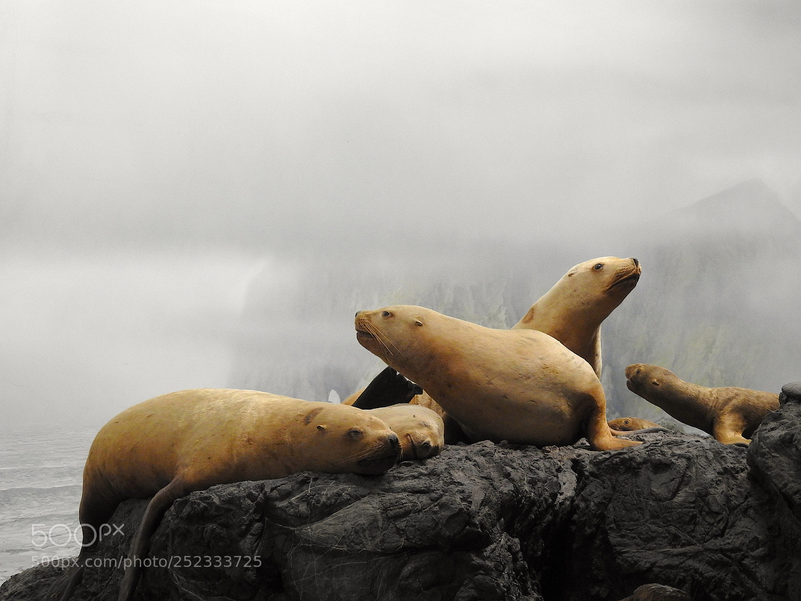 Nikon Coolpix P900 sample photo. Steller sea lion photography