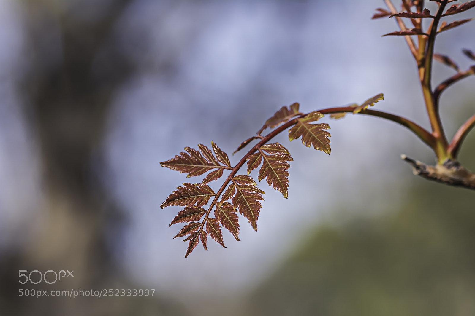 Nikon D7100 sample photo. Spring... photography