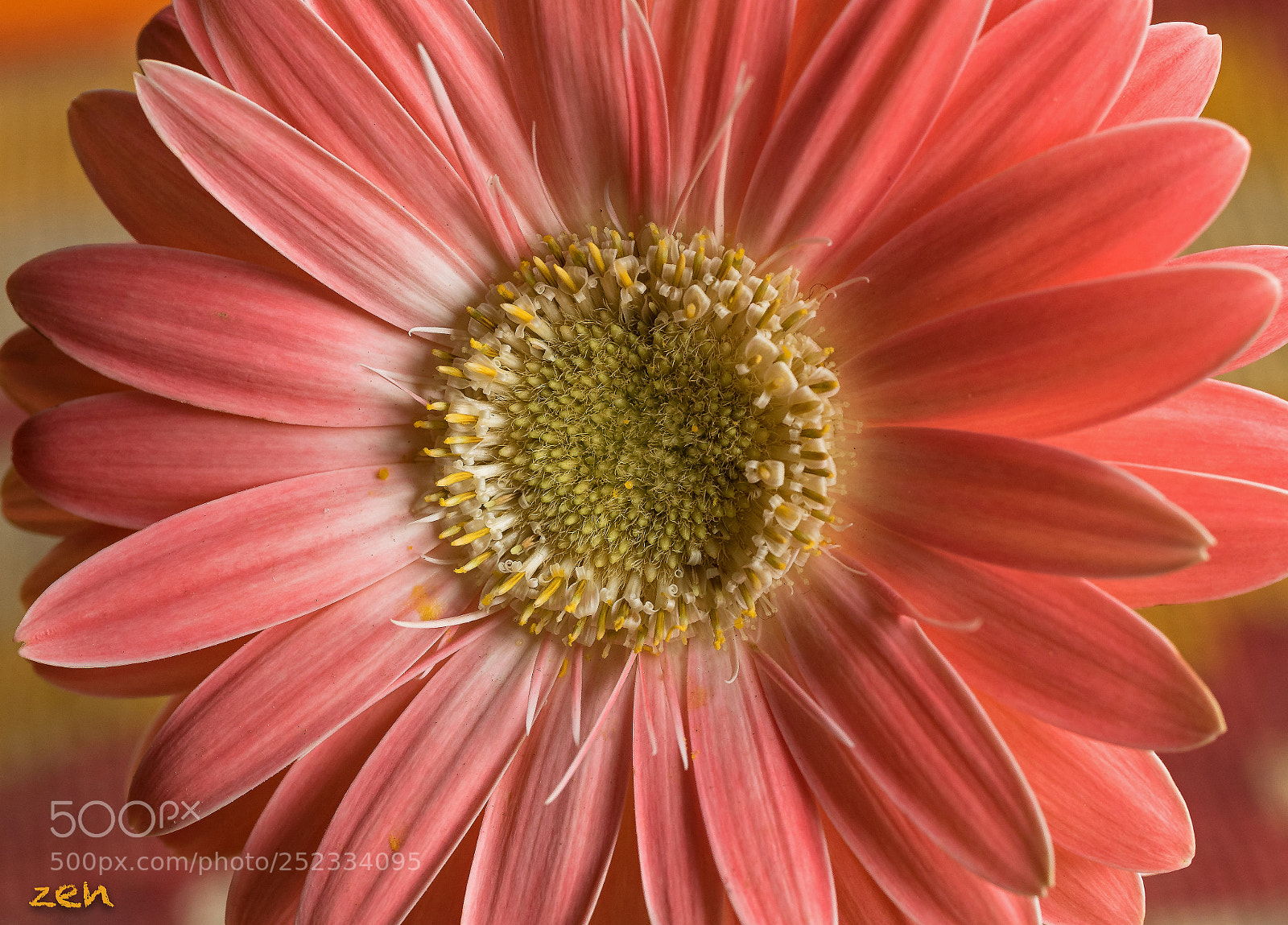 Olympus OM-D E-M5 II sample photo. Gerbera rosa..pink photography