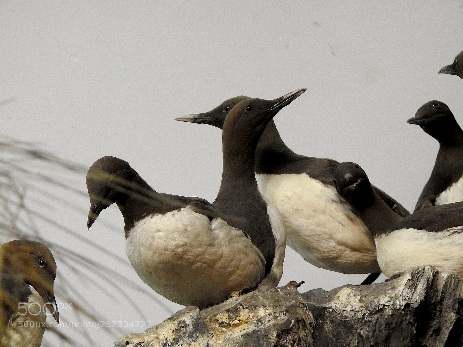 Nikon Coolpix P900 sample photo. Common murre photography