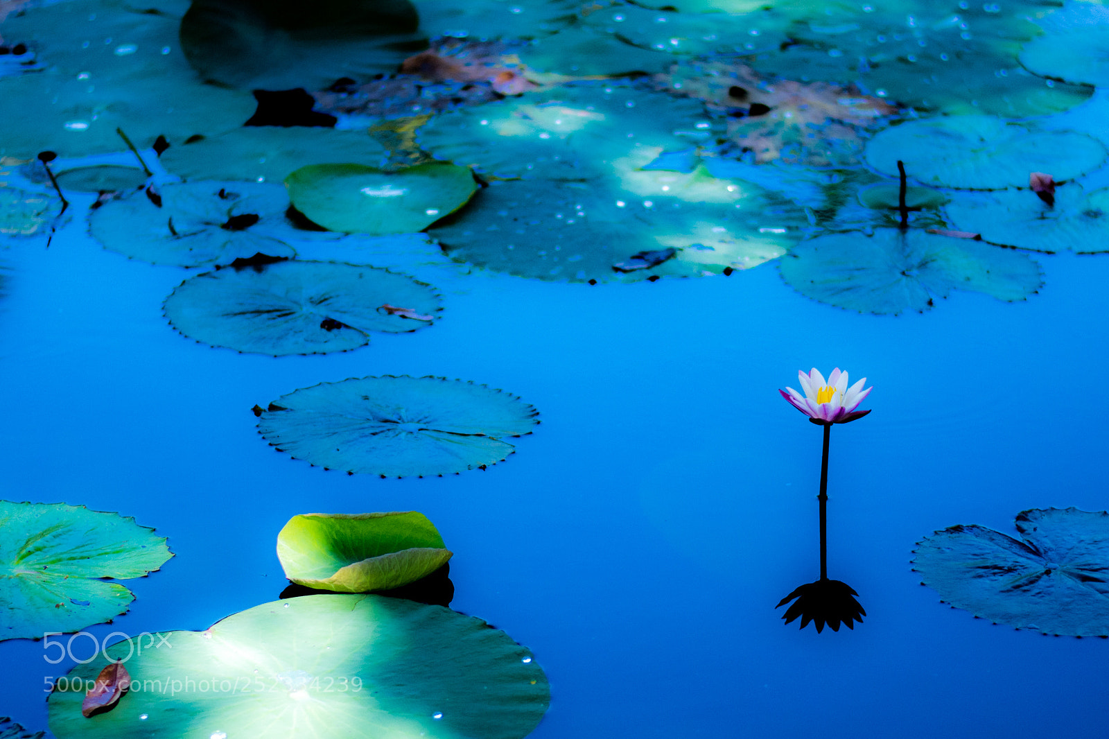 Nikon D7200 sample photo. Blue water lily photography