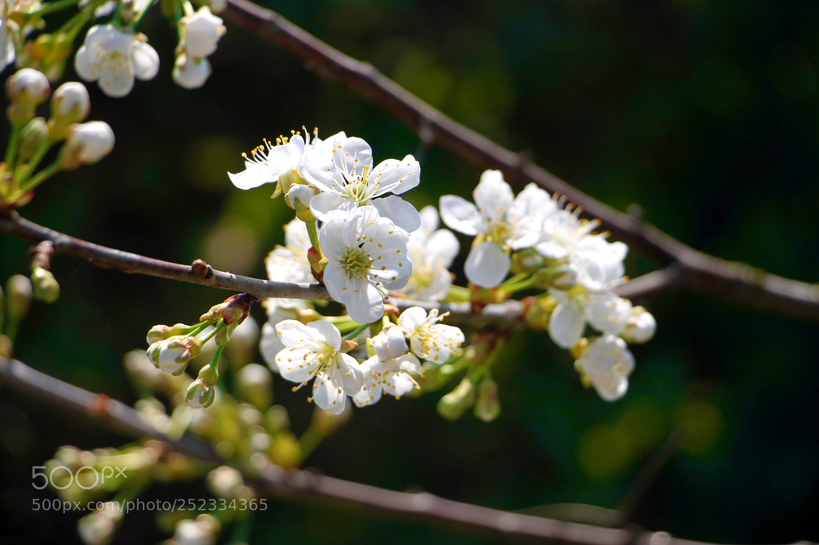 Canon EOS 500D (EOS Rebel T1i / EOS Kiss X3) sample photo. Spring is coming photography
