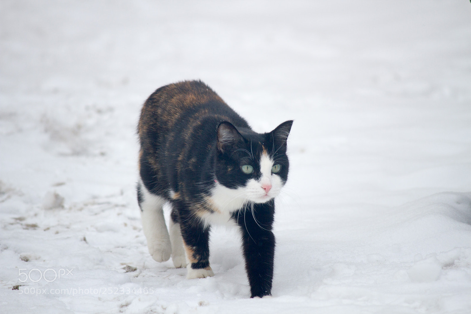 Canon EOS 7D sample photo. Vyborg gangcat. photography