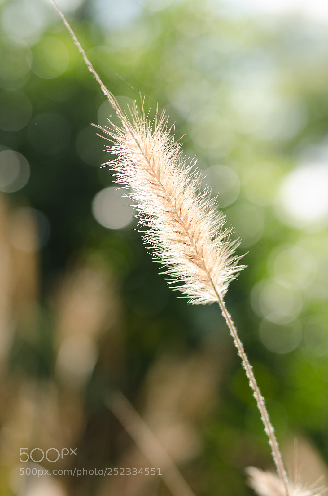 Nikon D7000 sample photo. Fountain grass photography