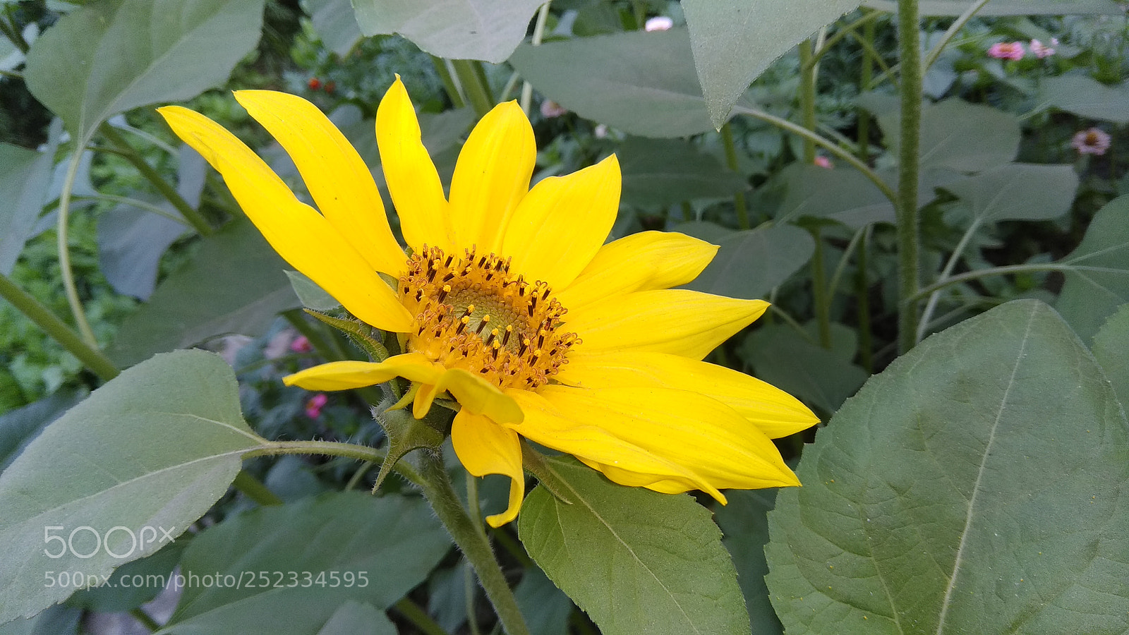 Xiaomi Redmi Note 4 sample photo. Untitled photography