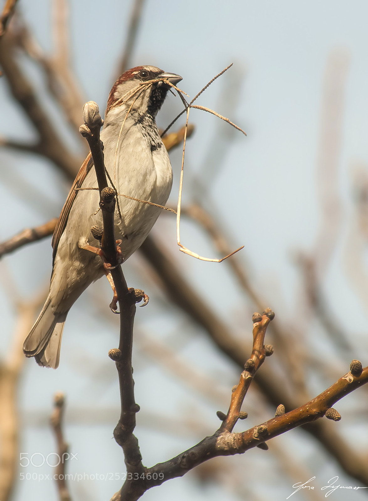 Nikon D300 sample photo. Bird photography