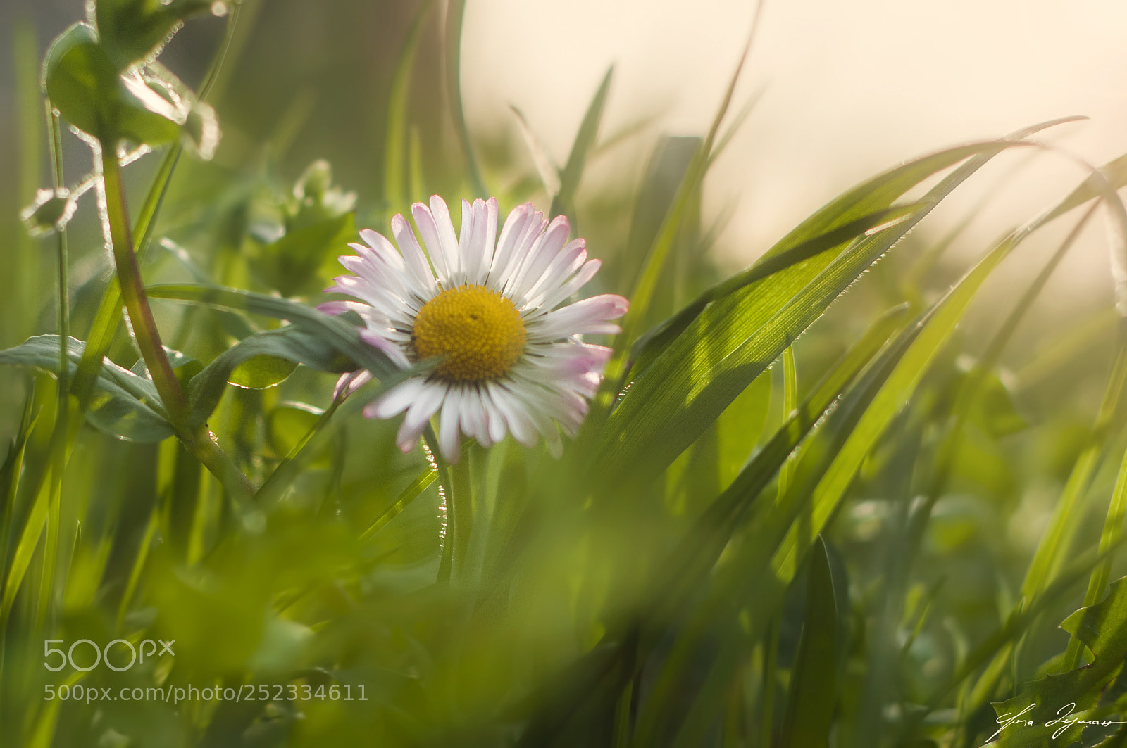 Nikon D300 sample photo. Grass photography
