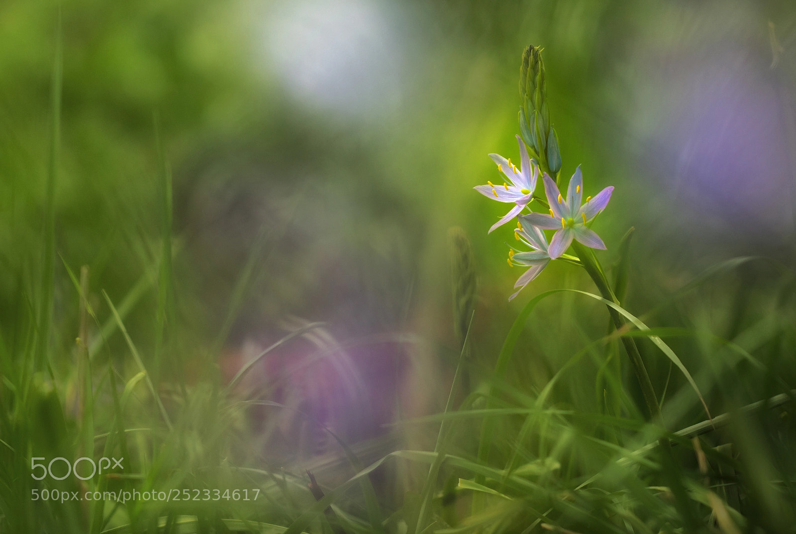 Canon EOS 60D sample photo. Oregon camas photography