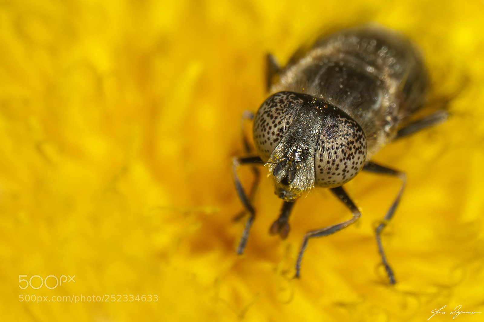 Nikon D300 sample photo. Yellow photography