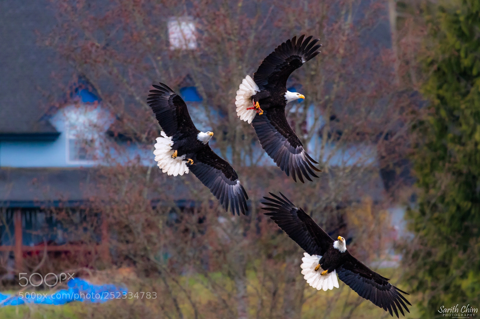 Canon EOS 80D sample photo. Bald eagles trio photography