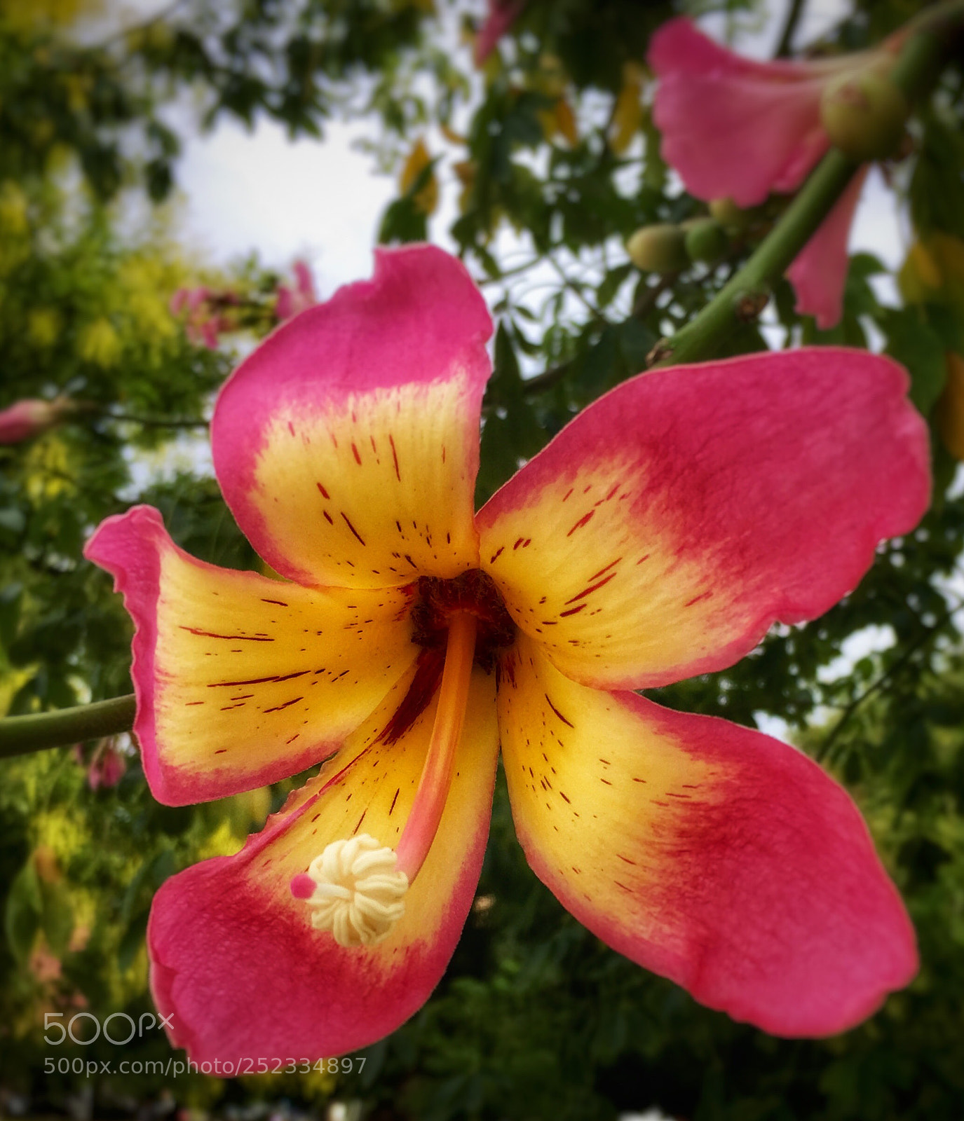 Apple iPhone 6s sample photo. Palo borracho photography