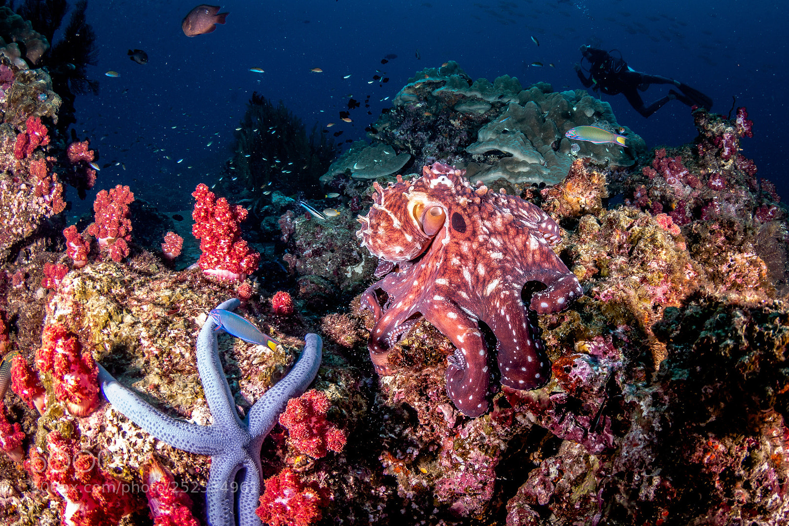 Canon EOS 70D sample photo. Octopus photography