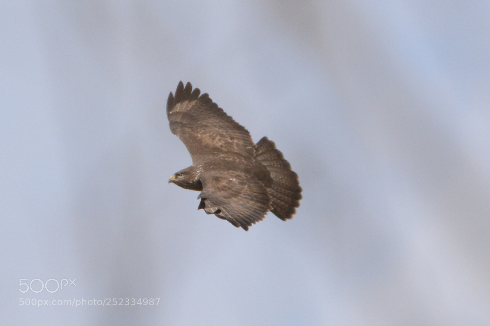 Nikon D5200 sample photo. Buzzard photography
