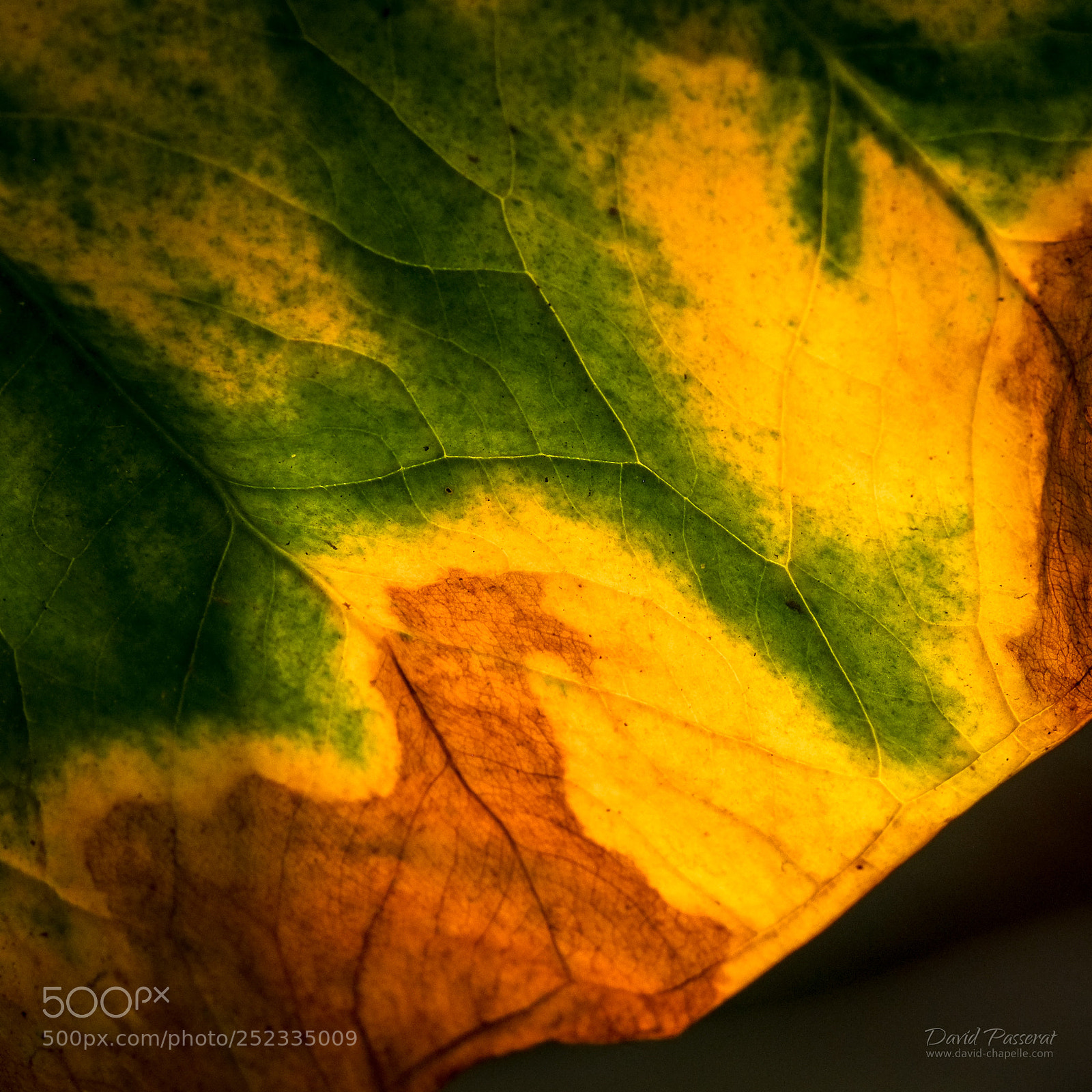 Fujifilm X-E1 sample photo. Leaf ribs photography