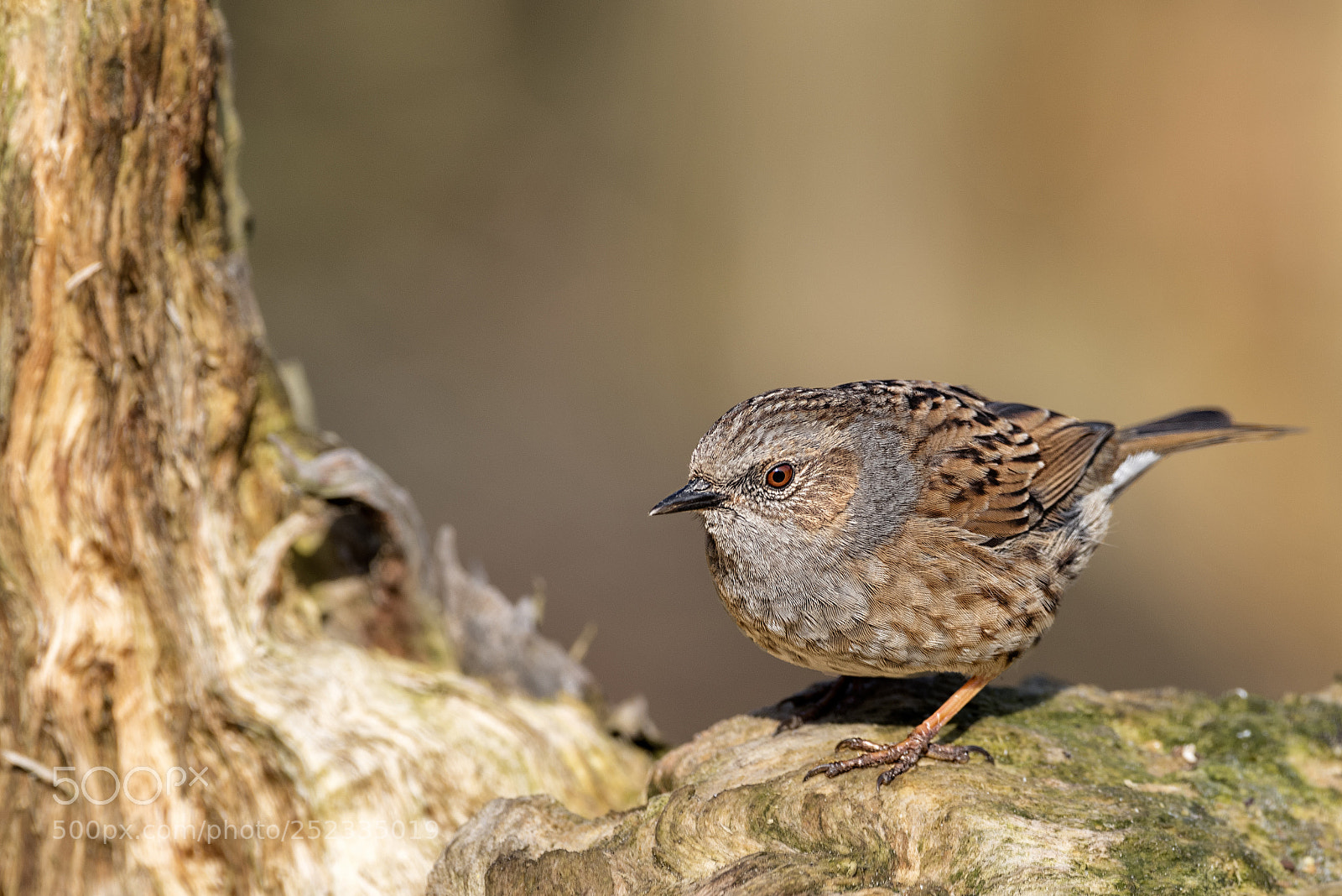 Pentax K-1 sample photo. Dunnock photography