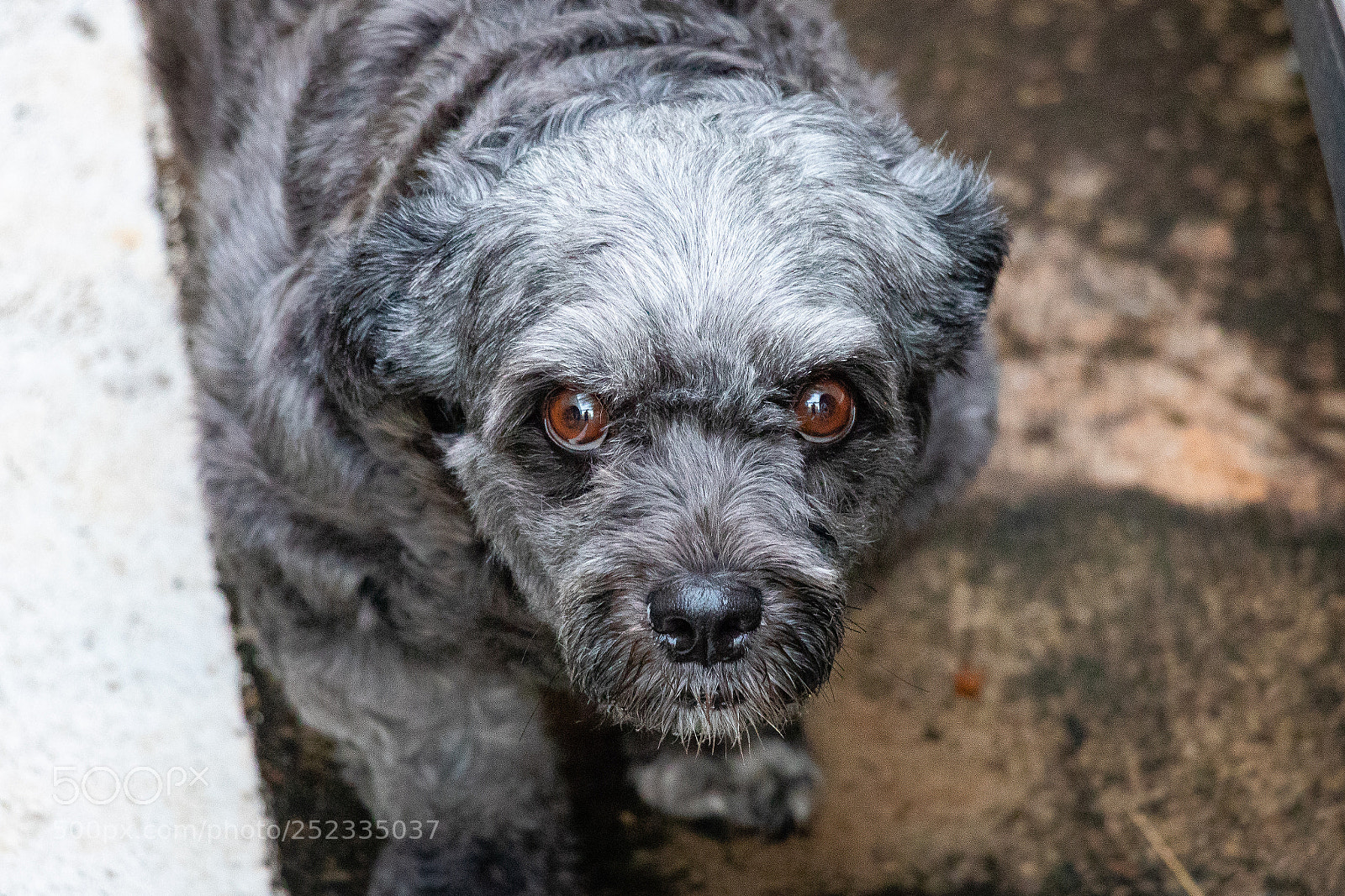 Canon EOS 80D sample photo. Pet photography