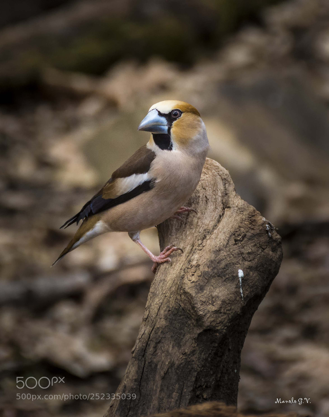 Nikon D7200 sample photo. Pico gordo. photography