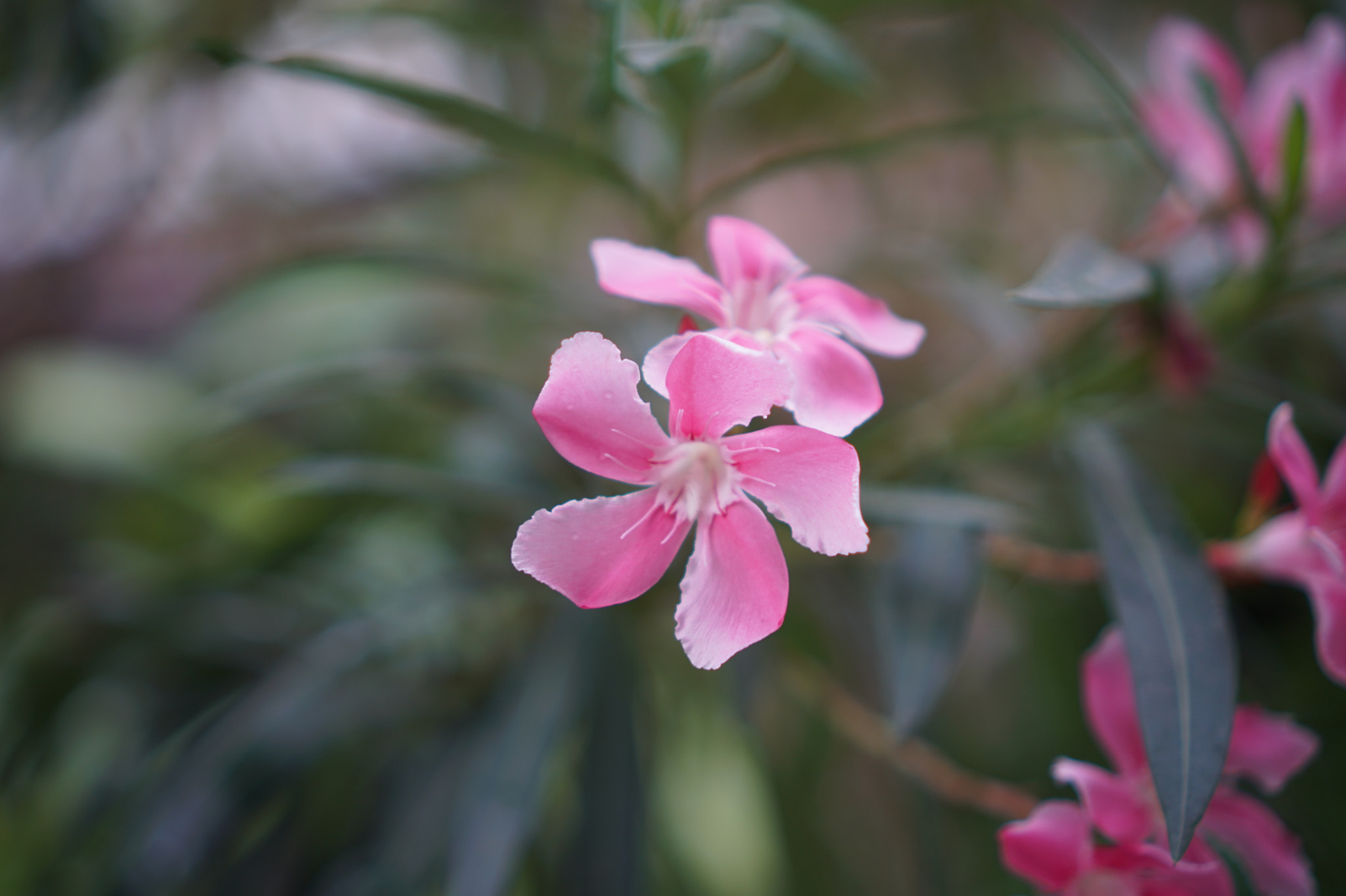 Sony E 35mm F1.8 OSS sample photo. Pink flower photography