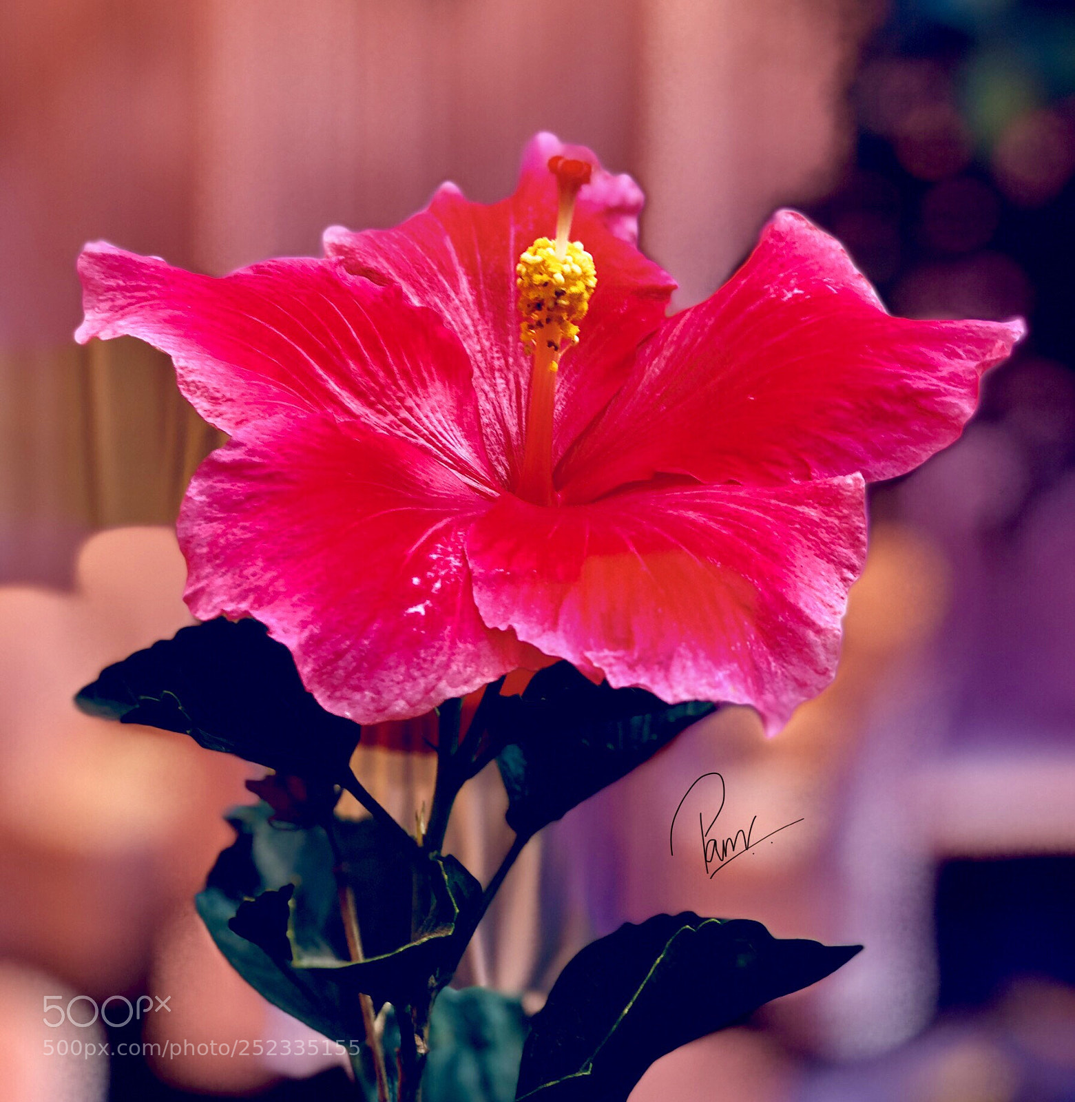 Apple iPhone 8 Plus sample photo. Hibiscus 
 photography