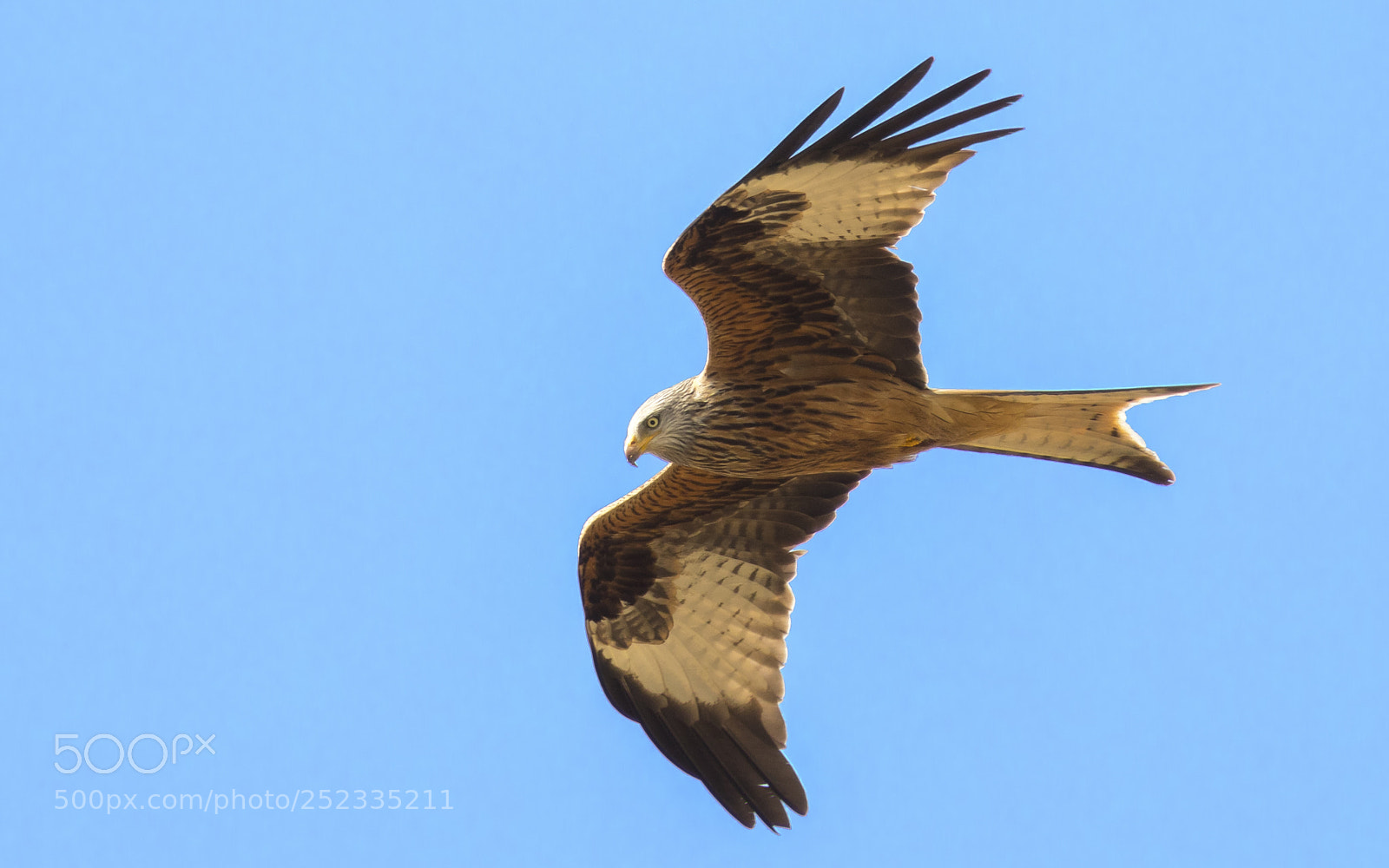 Canon EOS 5D Mark IV sample photo. Spring hunting photography