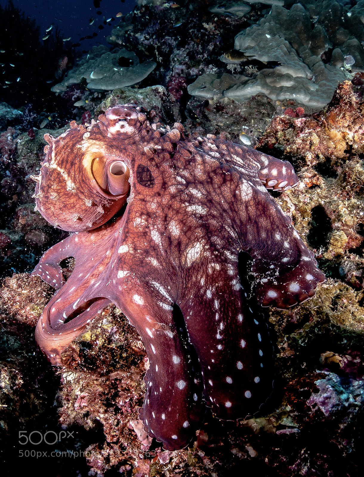 Canon EOS 70D sample photo. Octopus photography