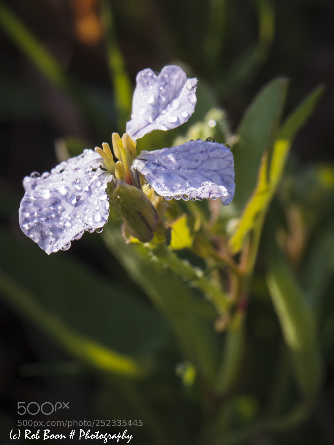 Canon EOS 5D Mark II sample photo. Wildflower 3 photography