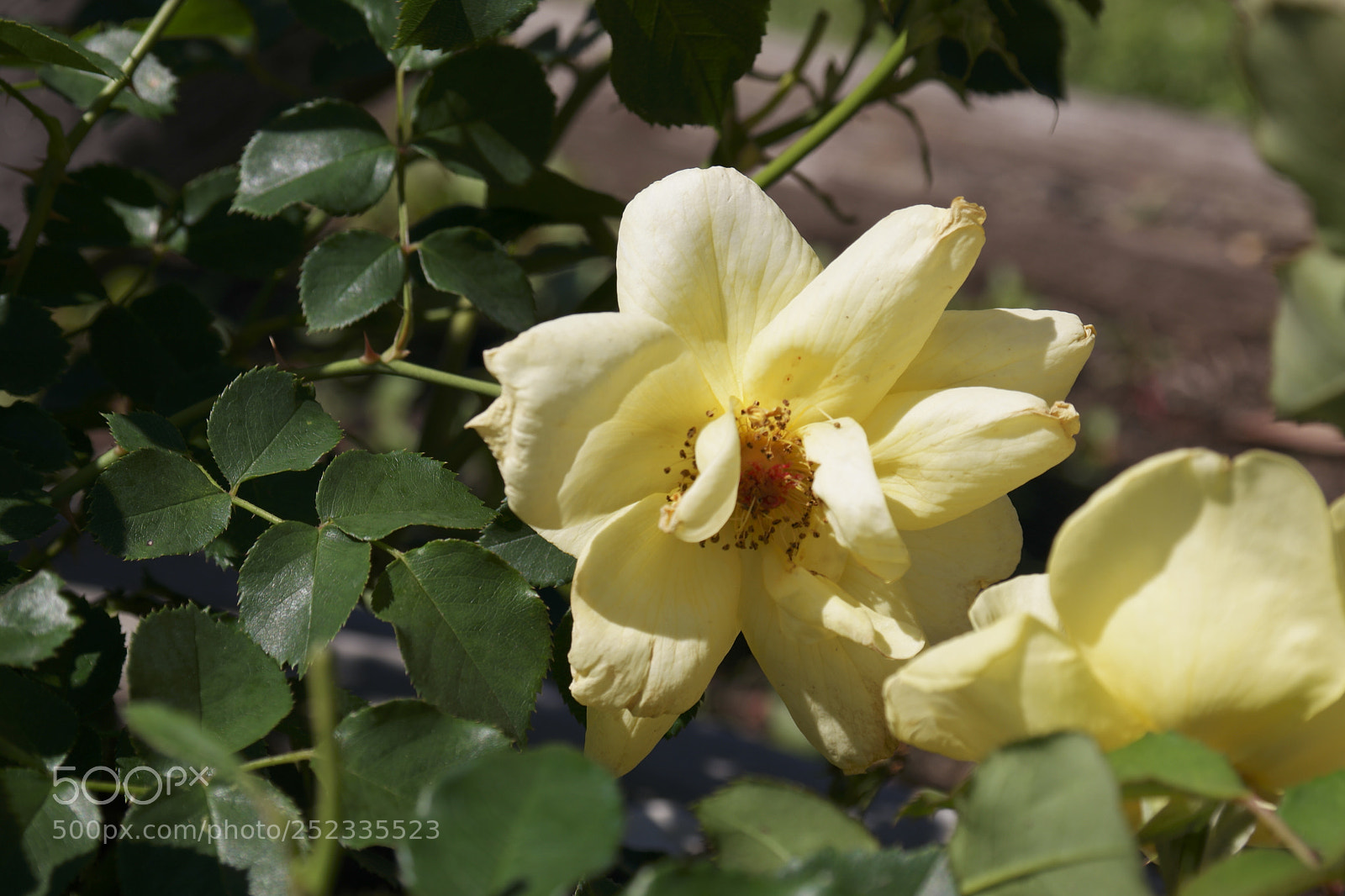 Samsung NX500 sample photo. Untitled photography