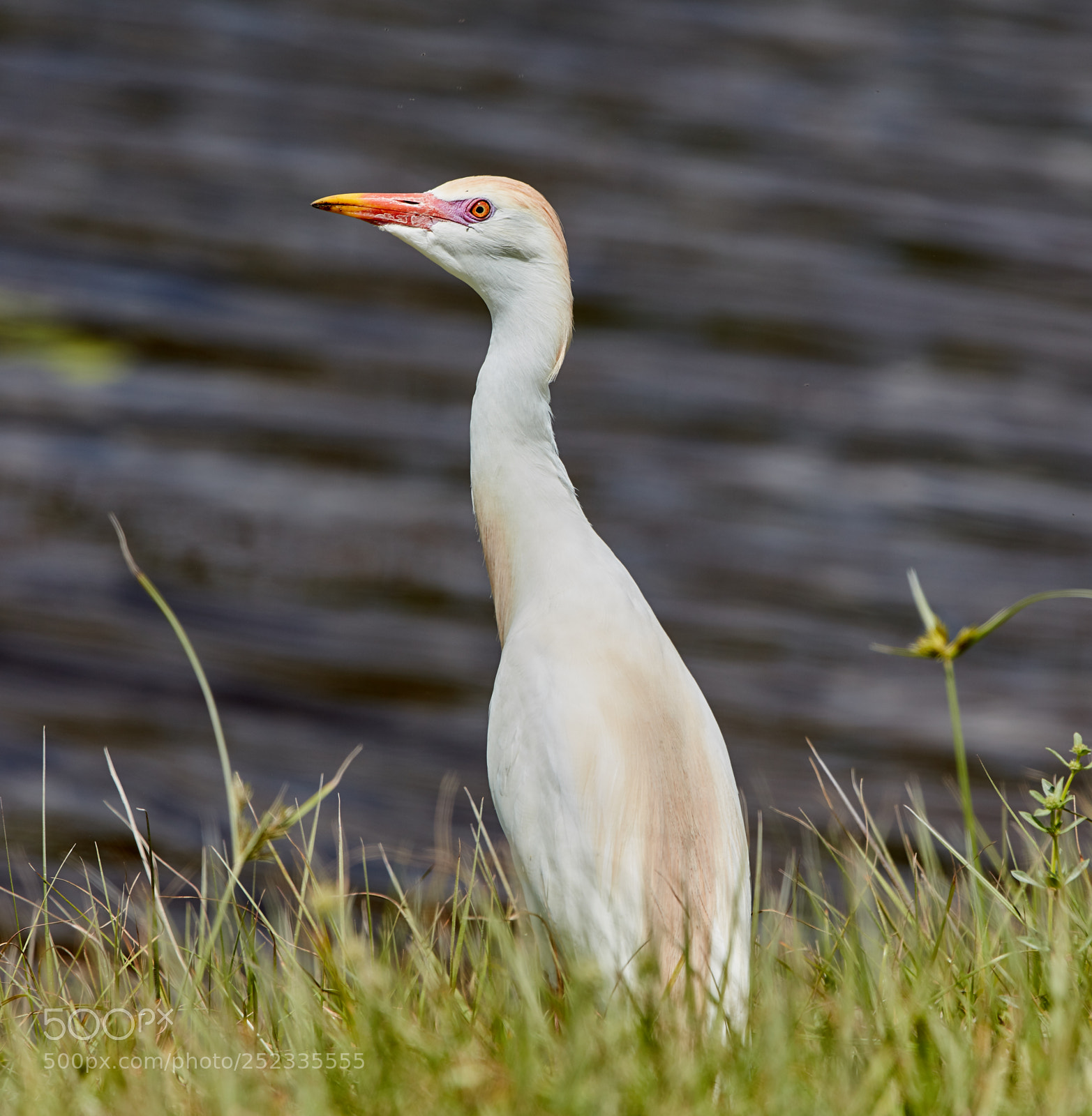 Canon EOS 5DS R sample photo. 04-05-18-0010676.jpg photography