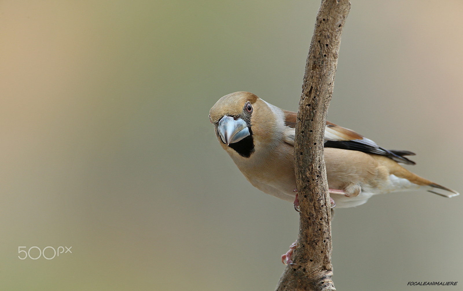 Canon EOS-1D X + Canon EF 500mm F4L IS USM sample photo. Focaleanimaliere photography