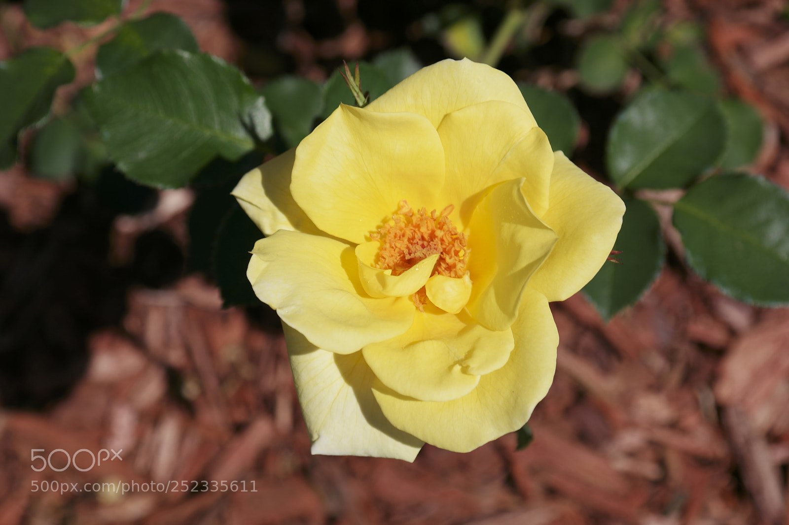 Samsung NX500 sample photo. Untitled photography