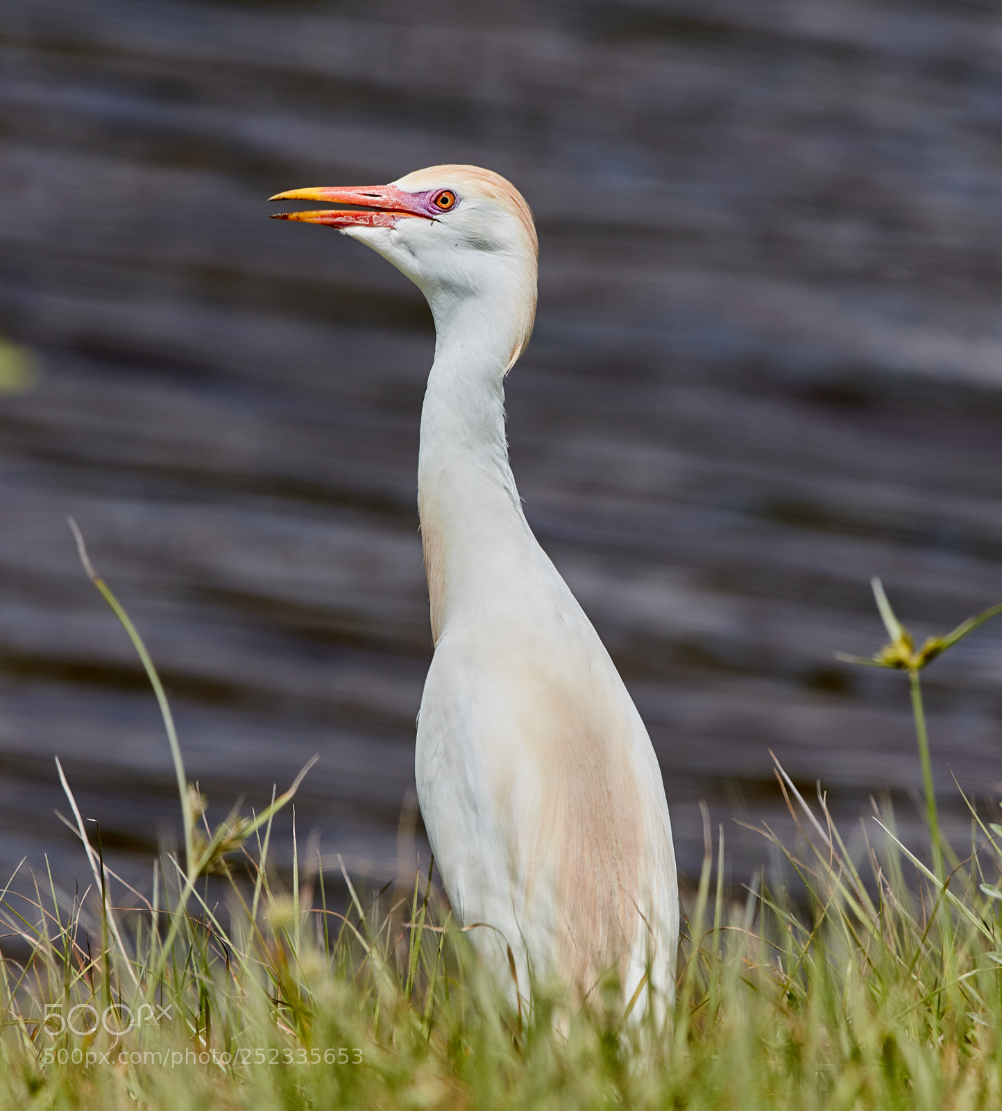 Canon EOS 5DS R sample photo. 04-05-18-0010673.jpg photography