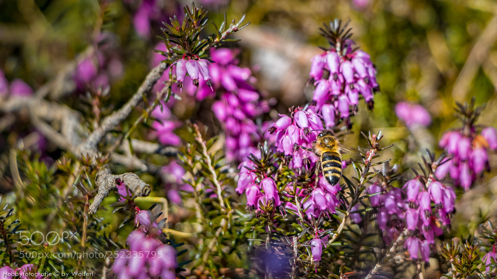 Canon EOS 70D sample photo. Erikablüten am gulsenberg photography