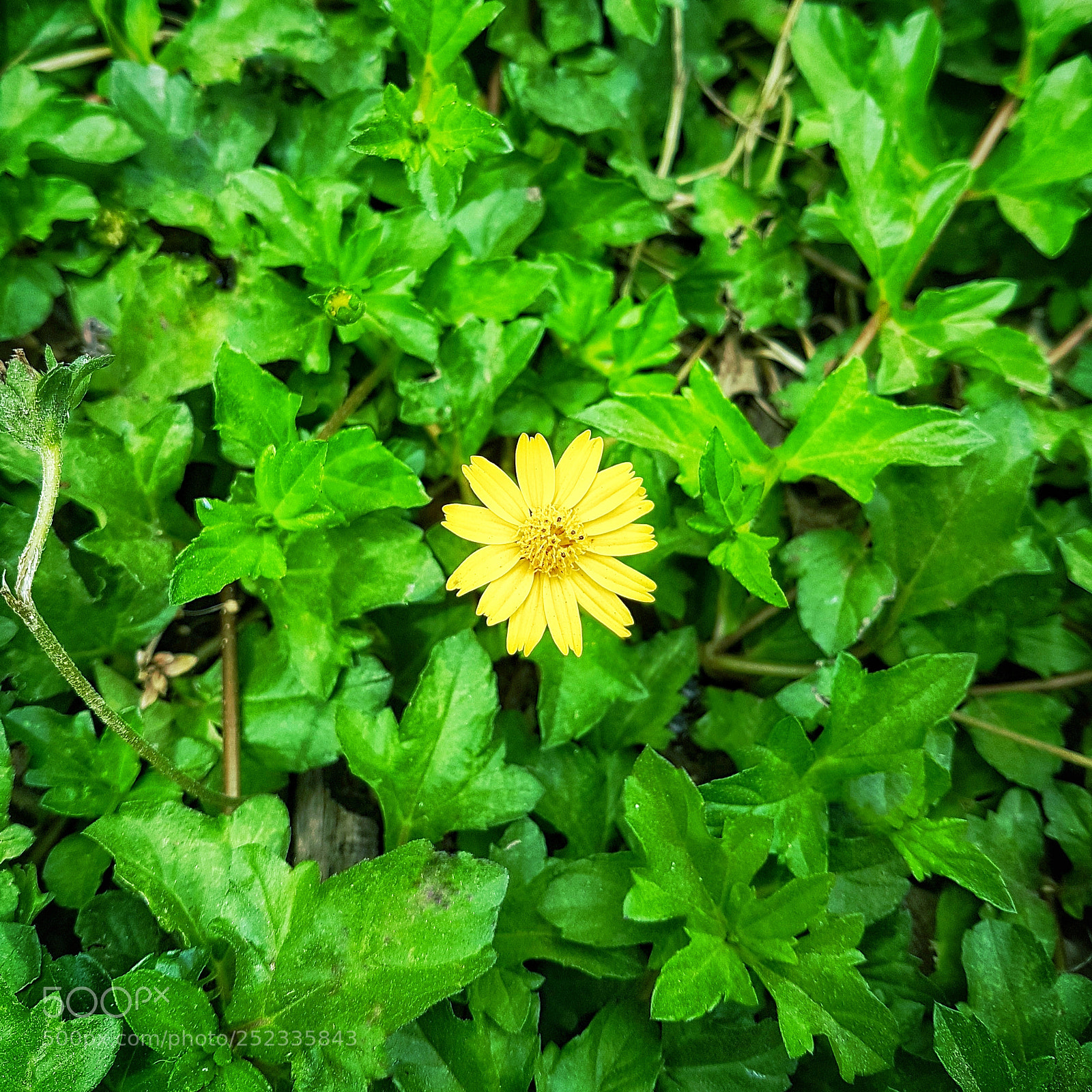 Samsung Galaxy S7 Edge sample photo. A single flower photography