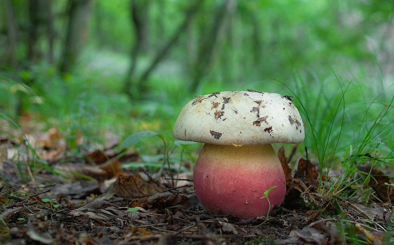 Olympus E-330 (EVOLT E-330) sample photo. Satan´s bolete ( rubroboletus satanas) photography