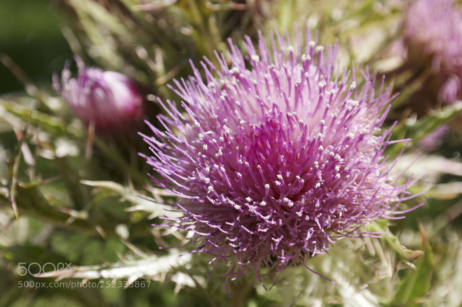 Samsung NX500 sample photo. Untitled photography