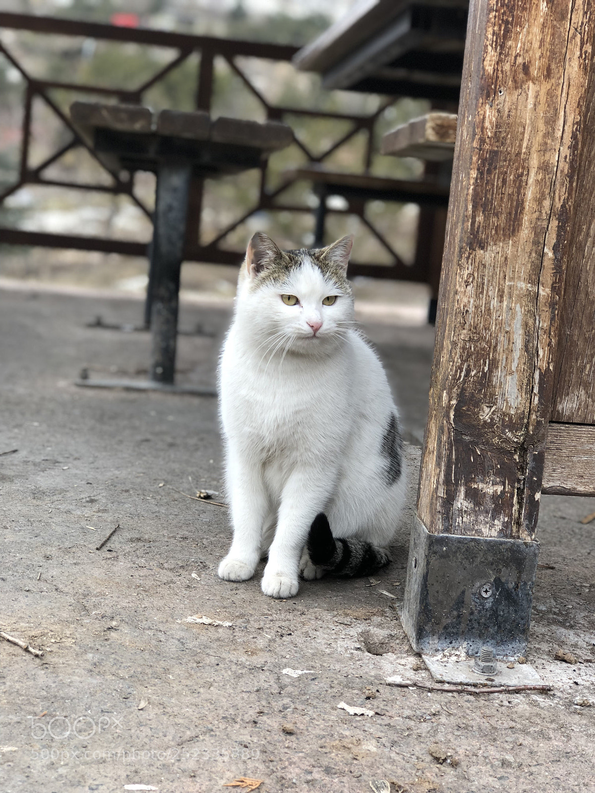 Apple iPhone 8 Plus sample photo. Cat  photography