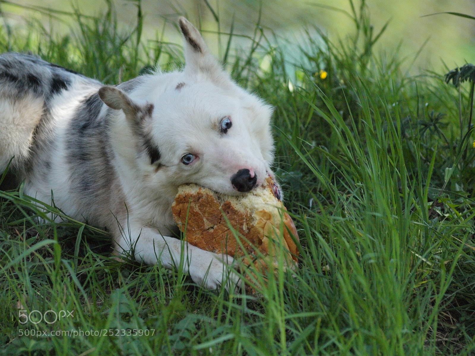 Olympus E-520 (EVOLT E-520) sample photo. Rufus ❤ photography
