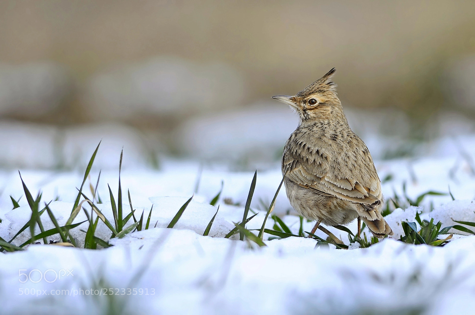 Nikon D90 sample photo. Crested lark photography