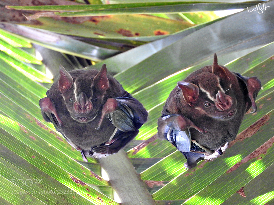 Nikon Coolpix P610 sample photo. Batman and robin photography