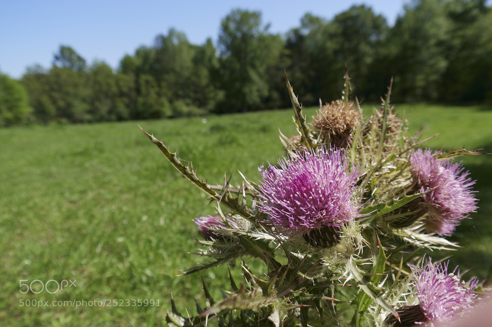 Samsung NX500 sample photo. Thistle photography